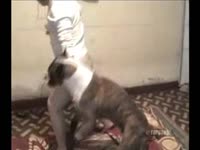 Dog fucking and smashing a beastiality lover